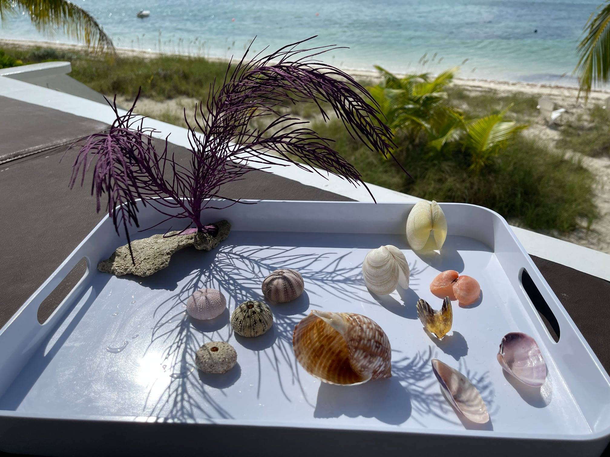 Discover sea treasures on the beach
