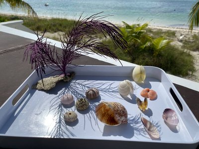 Discover sea treasures on the beach