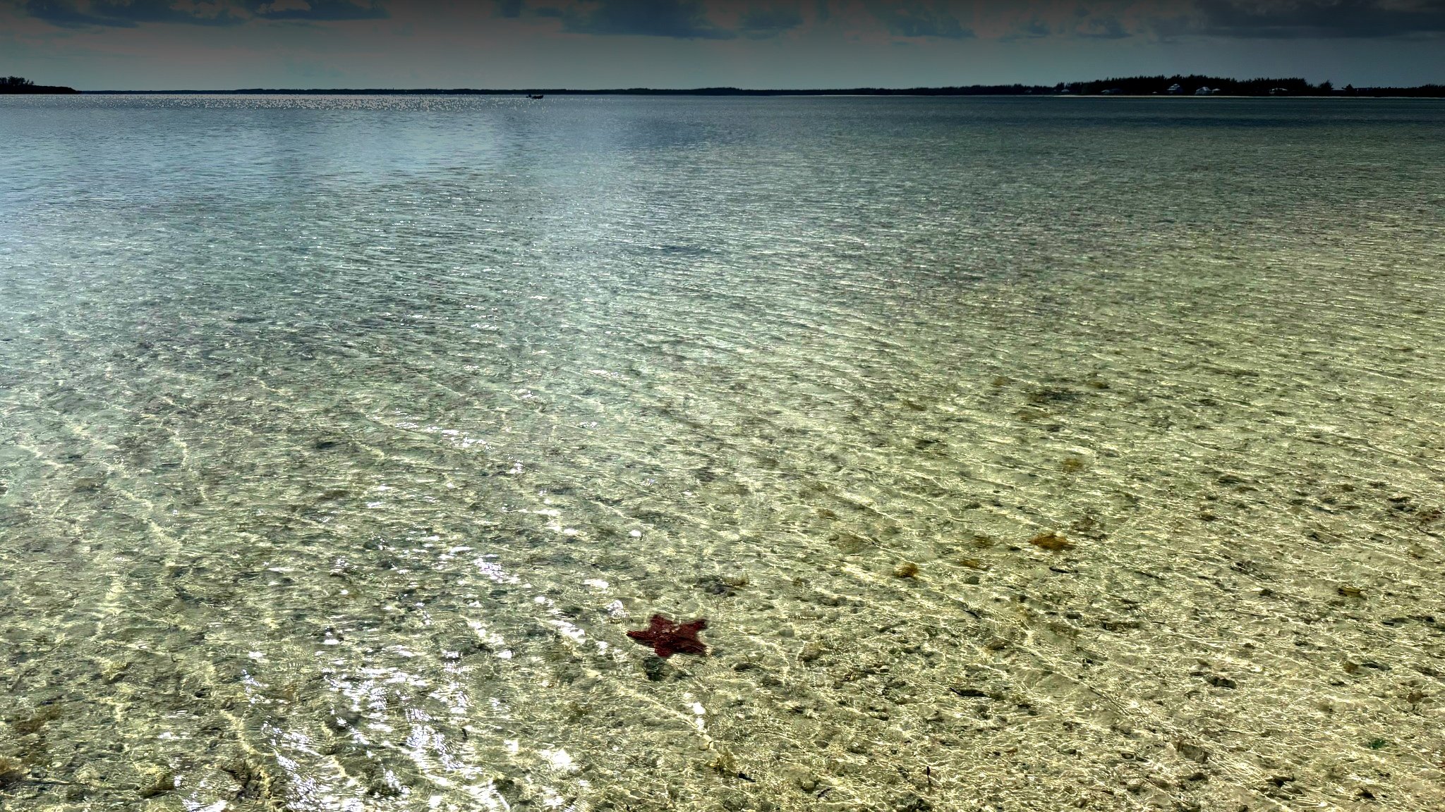 Explore the flats at low tide
