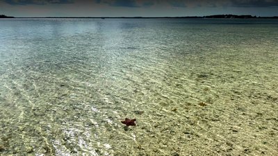 Explore the flats at low tide